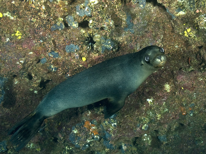 116 sea lion, Galapagos.jpg